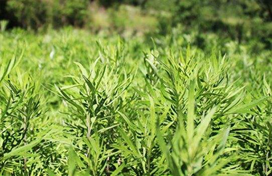 艾草艾葉在生活中有什么用途？